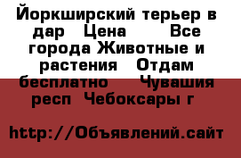 Йоркширский терьер в дар › Цена ­ 1 - Все города Животные и растения » Отдам бесплатно   . Чувашия респ.,Чебоксары г.